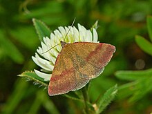 Noctuidae - Phytometra viridaria-1.JPG