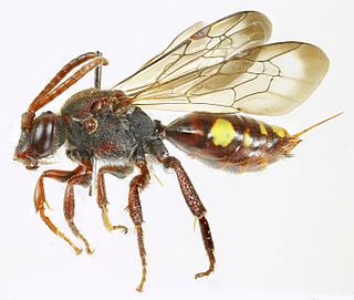 Nomada panzeri