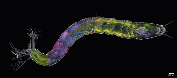 Non-biting diptera midge larva captured under compensated polarised light microscopy