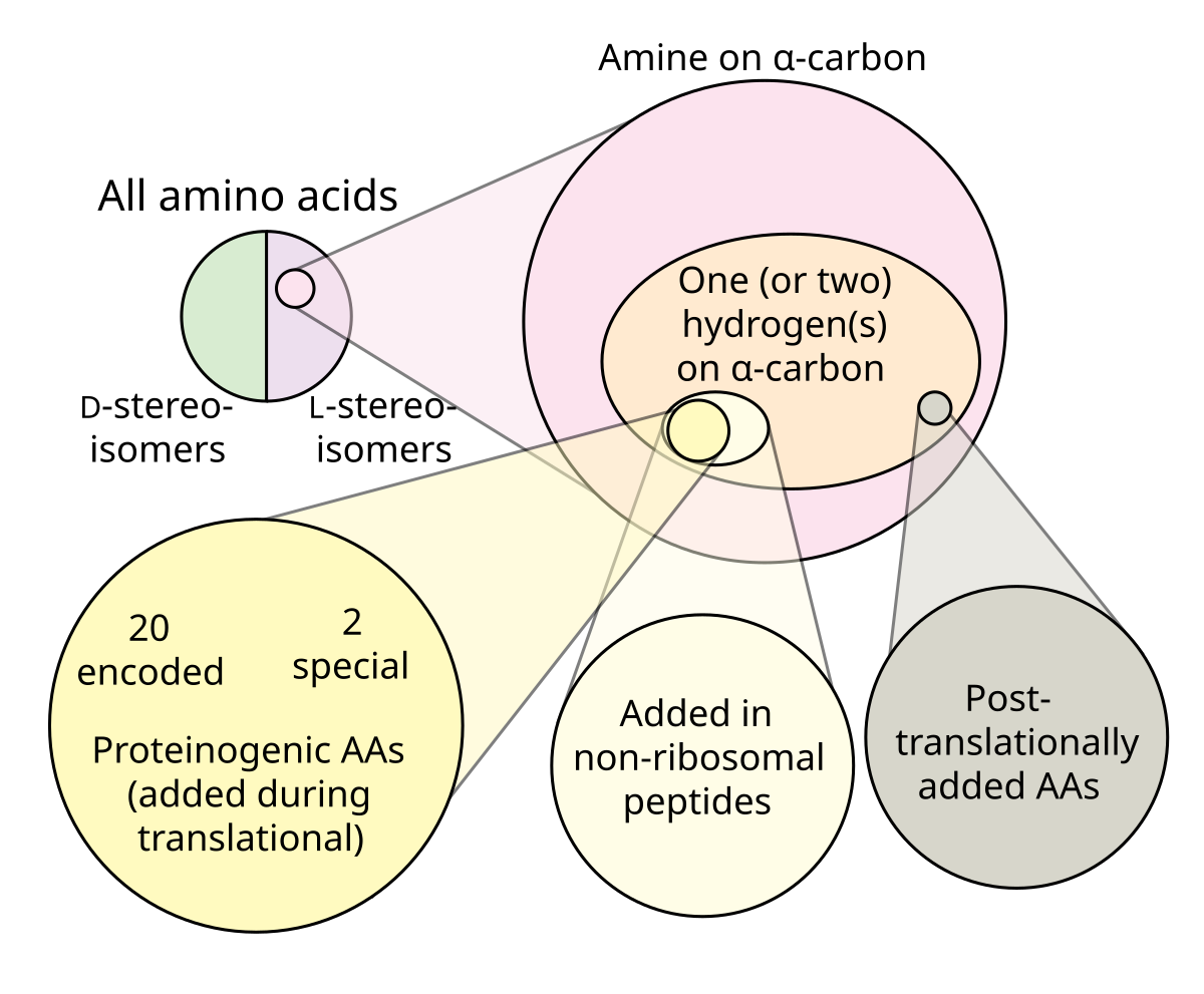 Non Proteinogenic Amino Acids Wikipedia