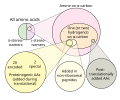 Thumbnail for Proteinogenic amino acid