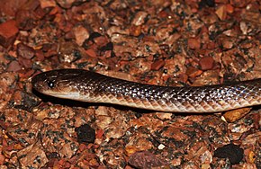 Beskrivelse af Northern Small-eyed Snake (Cryptophis pallidiceps) (8692345496) .jpg-billede.