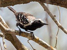 Northern White-fringed Antwren - Coicorita (Formicivora grisea intermedia) (23558650251).jpg