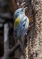 Thumbnail for File:Northern parula in CP (65569).jpg