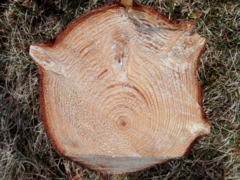 Norway spruce (Picea abies) trunk cross section.png