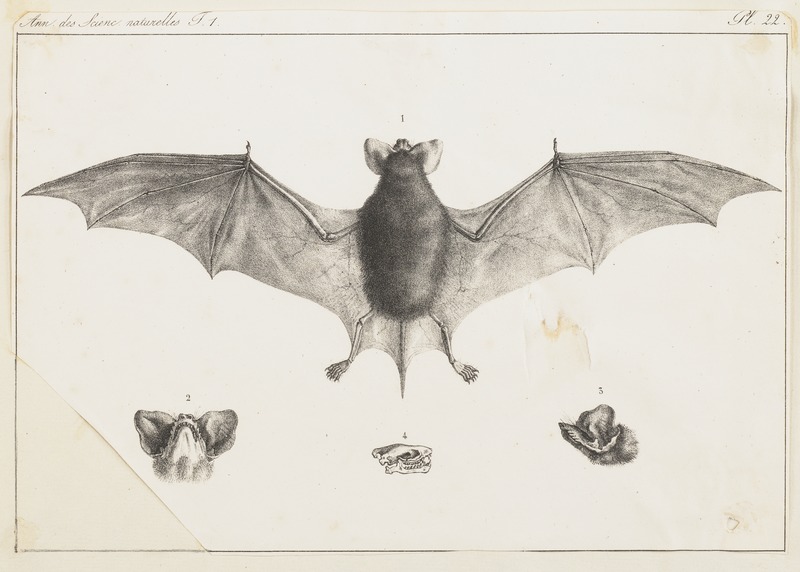 File:Nyctinomus brasiliensis - 1700-1880 - Print - Iconographia Zoologica - Special Collections University of Amsterdam - UBA01 IZ20800059.tif