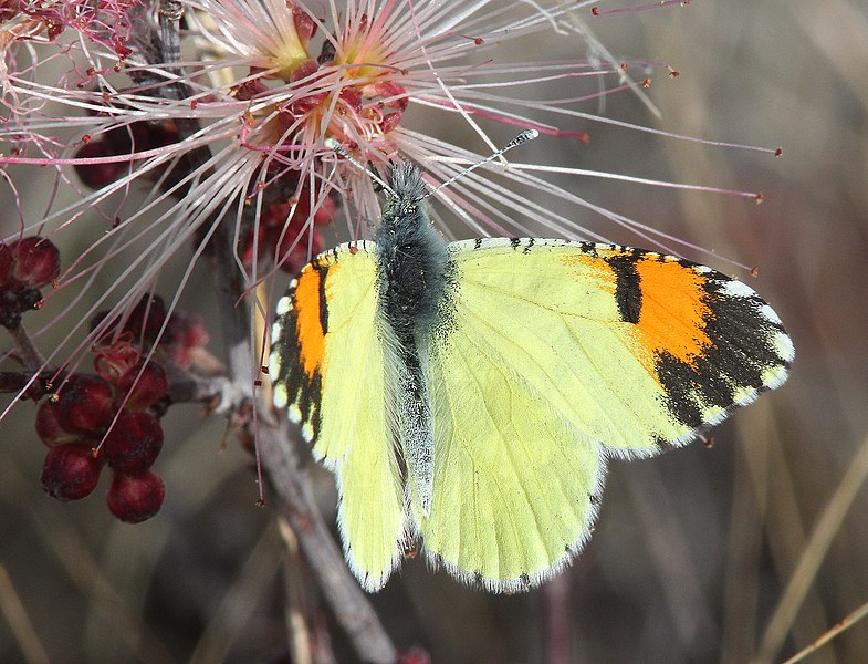 File:ORANGETIP, PIMA DESERT (Anthocharis cethura pima) (1-18 14) circulo montana, patagonia lake ranch estates, scc, az -03 (12621222823).jpg