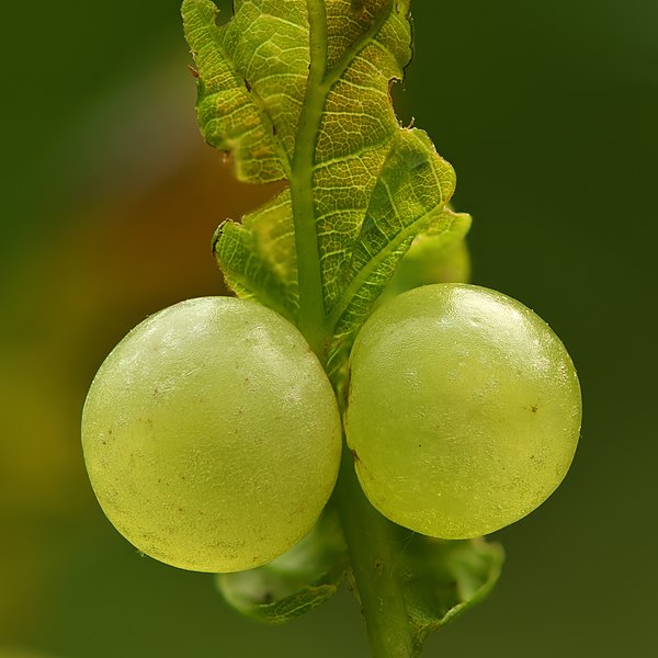 Oak apples on Quercus robur leaf