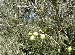 Културна маслина (Olea europaea)