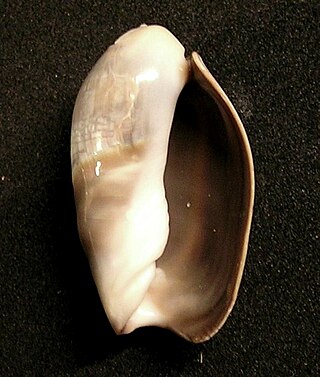 <i>Olivancillaria</i> Genus of gastropods