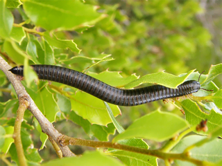 Ommatoiulus moreleti Species of millipede