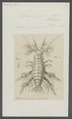 Oniscus arenarius - - Print - Iconographia Zoologica - Special Collections University of Amsterdam - UBAINV0274 098 08 0012.tif