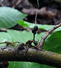 Miniatura para Ophiocordycipitaceae