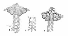 Ophionereis perplexa (Ziesenhenne 1940) Plate 7 (cropped).jpg