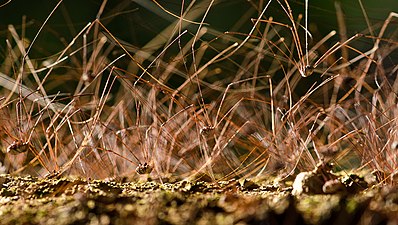 ザトウムシの1種の集団