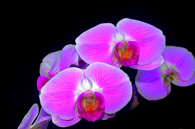 File:Orchid 3 - Flickr - Kirt Edblom.jpg