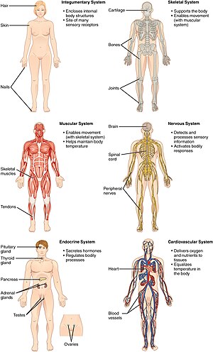 Membros do Corpo Humano (membros superiores e inferiores) - Toda