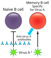 B lymphocytes are the cells of the immune system that make antibodies to invading pathogens like viruses. They form memory cells that remember the same pathogen for faster antibody production in future infections. Original antigenic sin.svg