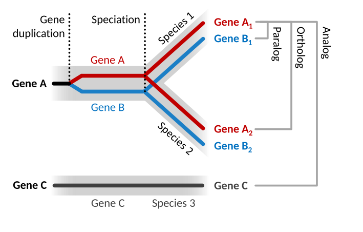 File:Ortholog paralog analog (homologs).svg