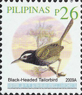 Black-headed tailorbird