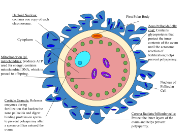 human egg cell visible