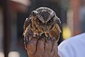 * Nomination Unidentified owl in Bali. --Satdeep Gill 16:45, 1 September 2022 (UTC) * Promotion  Support Good quality. --Poco a poco 21:58, 1 September 2022 (UTC)