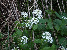 Pachyphragma macrophyllum-1.JPG