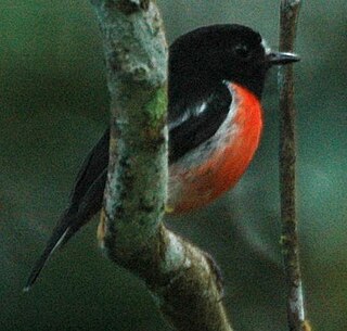 Pacific robin species of bird