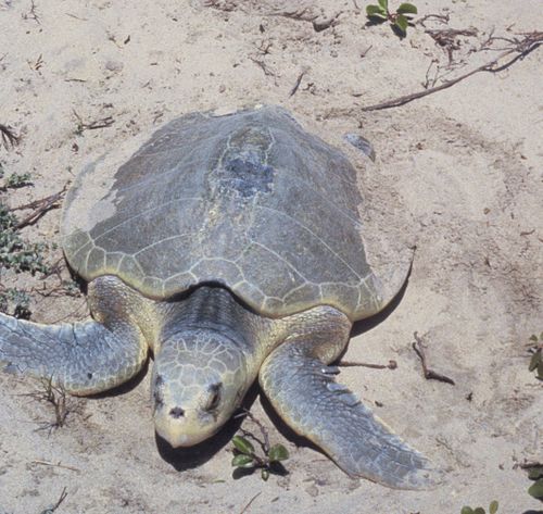 Kemp's ridley sea turtle