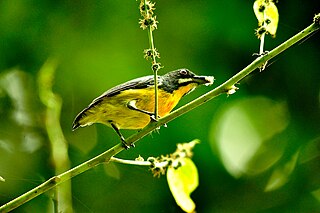 Palawan flowerpecker Species of bird