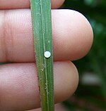 Palmfly egg.JPG