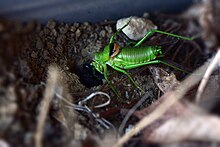 Entrée dans le nid de Palmodes occitanus et Ephippigère.