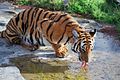 बाघ प्यास बुझाते हुए