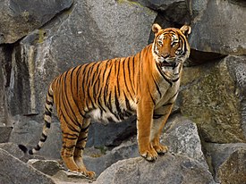 Panthera tigris corbetti (Tierpark Berlin) 832-714-(118).jpg