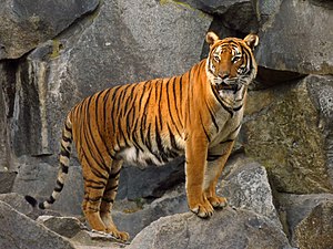 Panthera tigris - Tiger