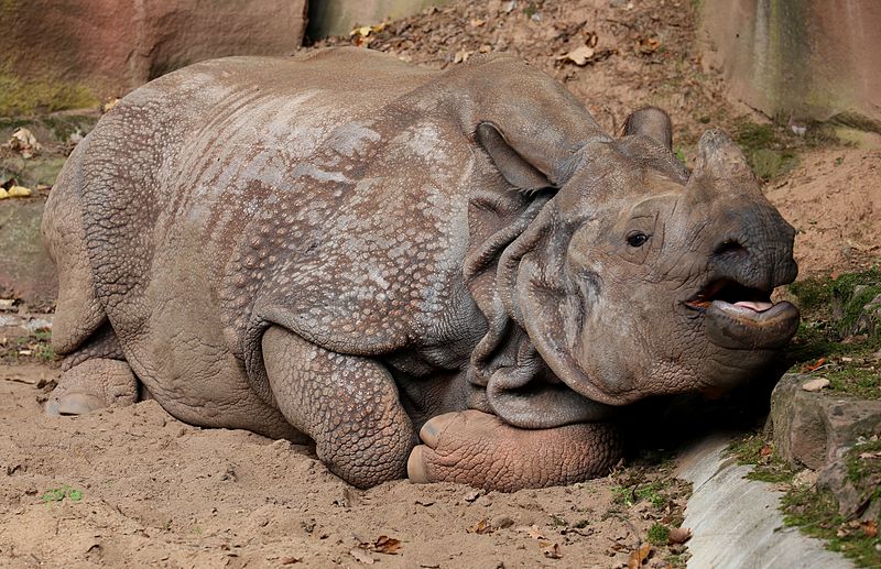 File:Panzernashorn Rhinoceros unicornis Tiergarten-Nuernberg-7.jpg