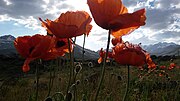 Miniatuur voor Bestand:Papaver Rhoeas Far-gh 01.jpg