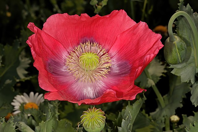 Papaver somniferum фото