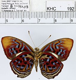 泰勒暗蜆蝶 Paralaxita telesia