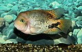 * Nomination Quetzel cichlid -- George Chernilevsky 17:09, 22 October 2015 (UTC) * Promotion  Very good! --Iifar 17:45, 22 October 2015 (UTC)