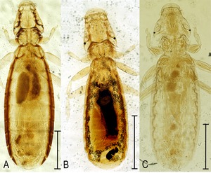 Parasite150059-fig1 - Chewing lice of genus Ricinus.tif