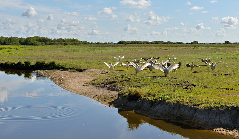 File:Parc naturel régional de Brière hungry geese.jpg