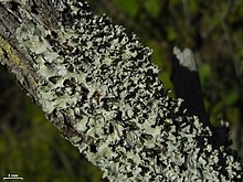Parmotrema praesorediosum Parmotrema praesorediosum - Flickr - pellaea.jpg