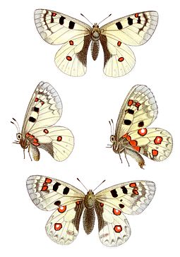 From Jacob Hubner's Das kleine Schmetterlingsbuch Parnassius sacerdos - Alpenapollo.jpg