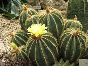 Parodia magnifica (1) .jpg