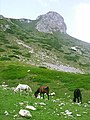 Čeština: Pohoří Bjelasica, Černá Hora English: Bjelasica Mountains, Montenegro