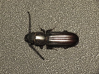 <i>Passandra</i> Genus of beetles