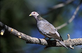 Pomba-de-coleira (Patagioenas fasciata).