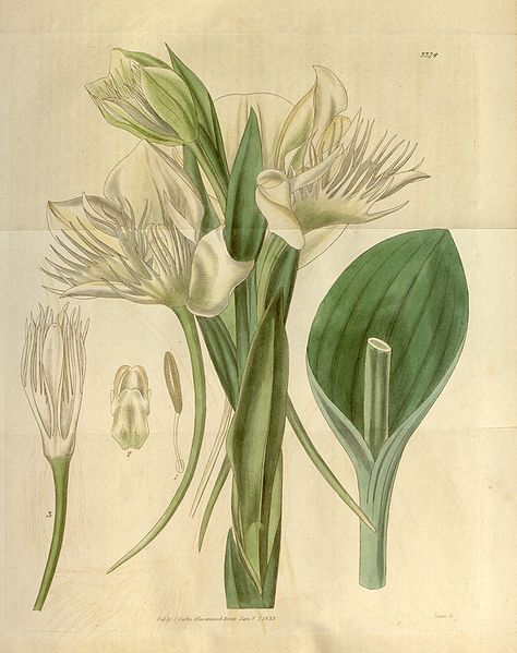 File:Pecteilis gigantea (as Habenaria gigantea) - Curtis' 62 (N.S. 9) pl. 3374 (1835).jpg