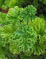 Pelargonium citronellum 'Mabel Gray'